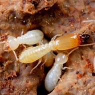 氣溫升雨水多，白蟻進(jìn)入高發(fā)期